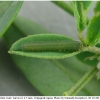 colias erate larva2 volg2